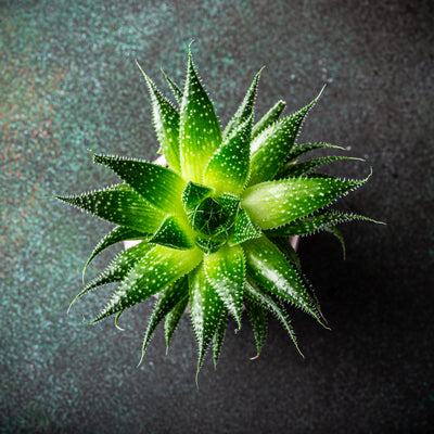 Aloe Vera & Panthenol
